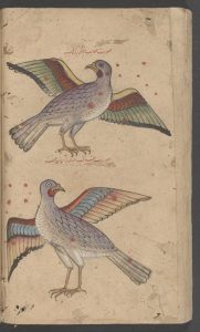 Illustration of two birds with colorful feathers from the 10th century CE