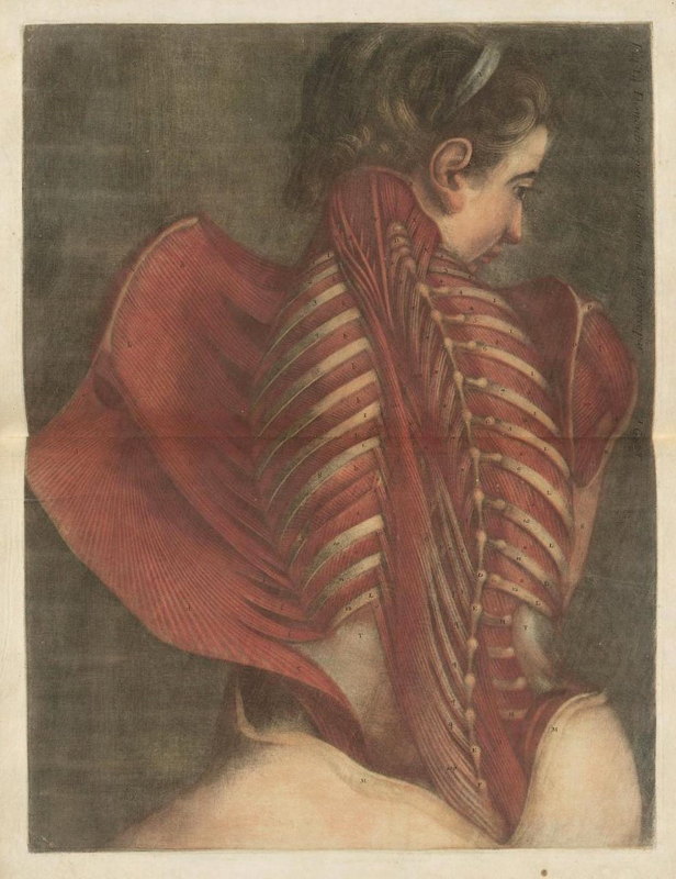 Jacques Gautier-D’Agoty, “Myologie Complette en Couleur” (1746)